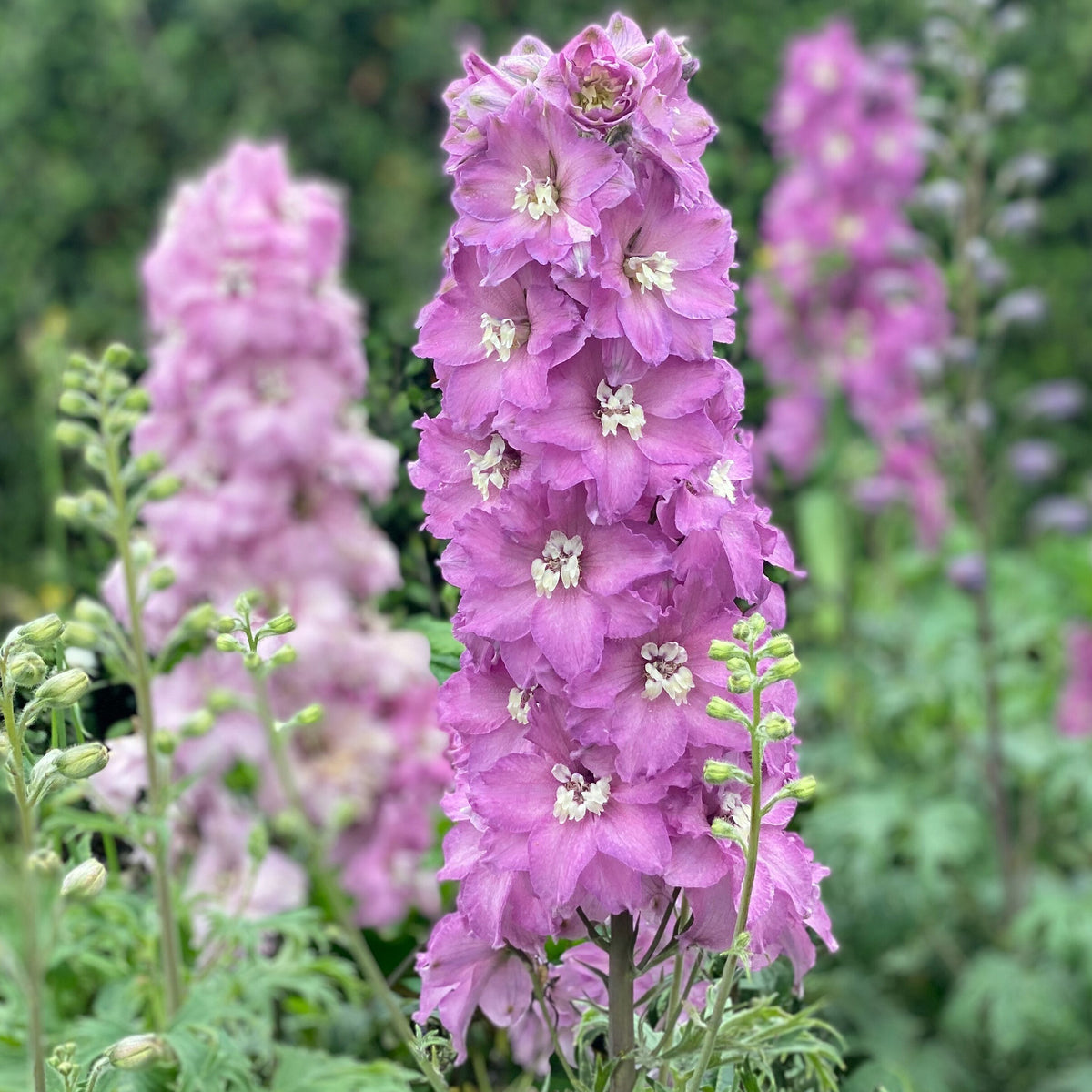 Delphinium, Mini Pinks