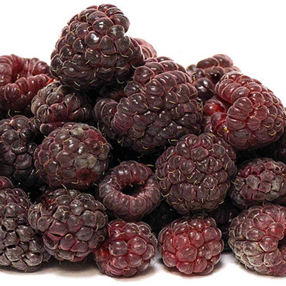 Raspberry, Fall-Bearing, Brandywine Purple
