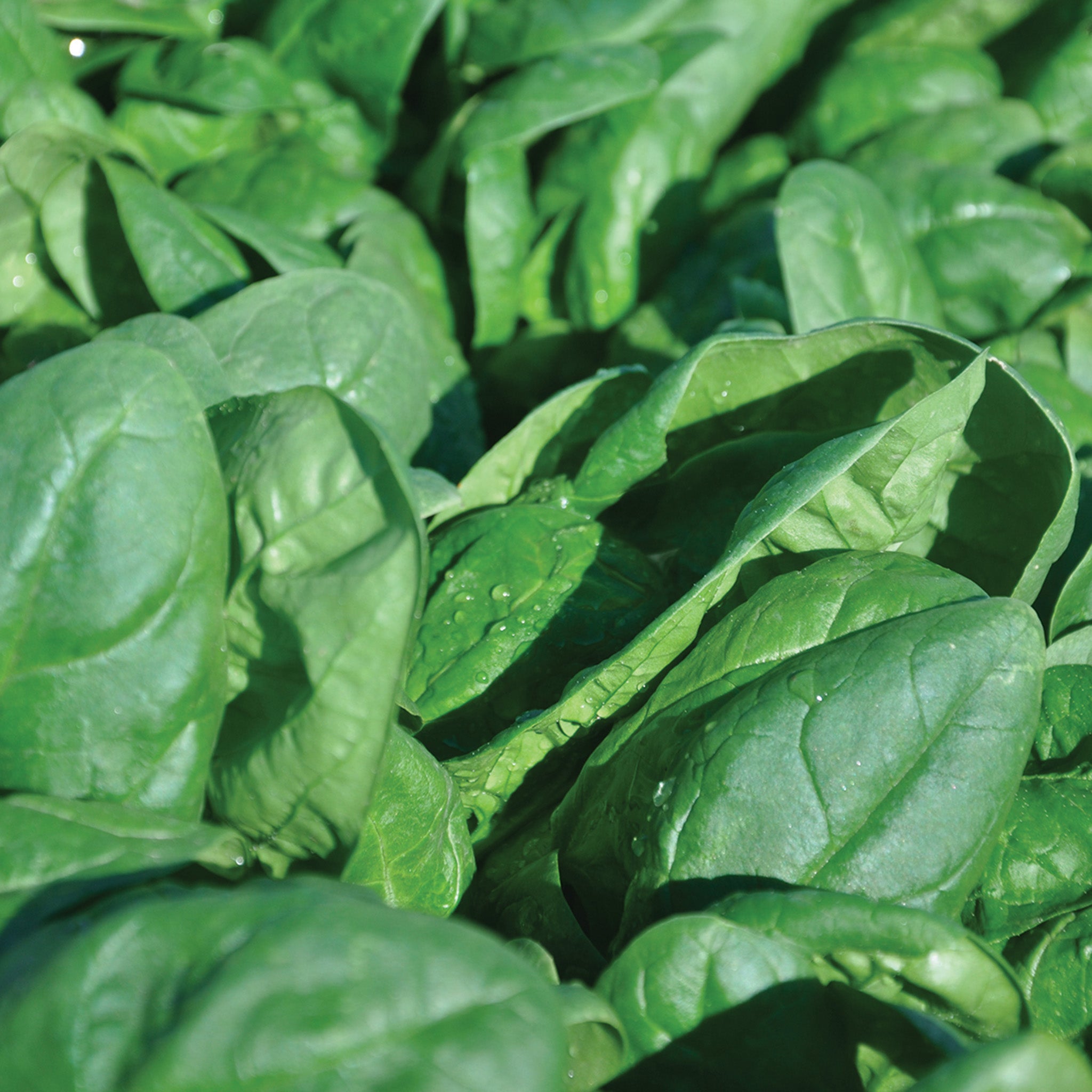 Spinach, Renegade Hybrid