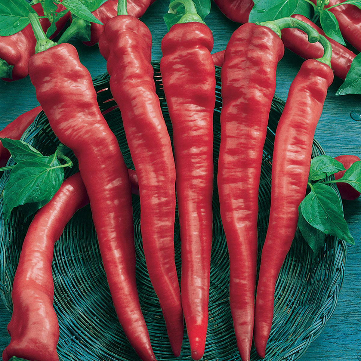 Pepper, Hot, Cayenne Large Red Thick