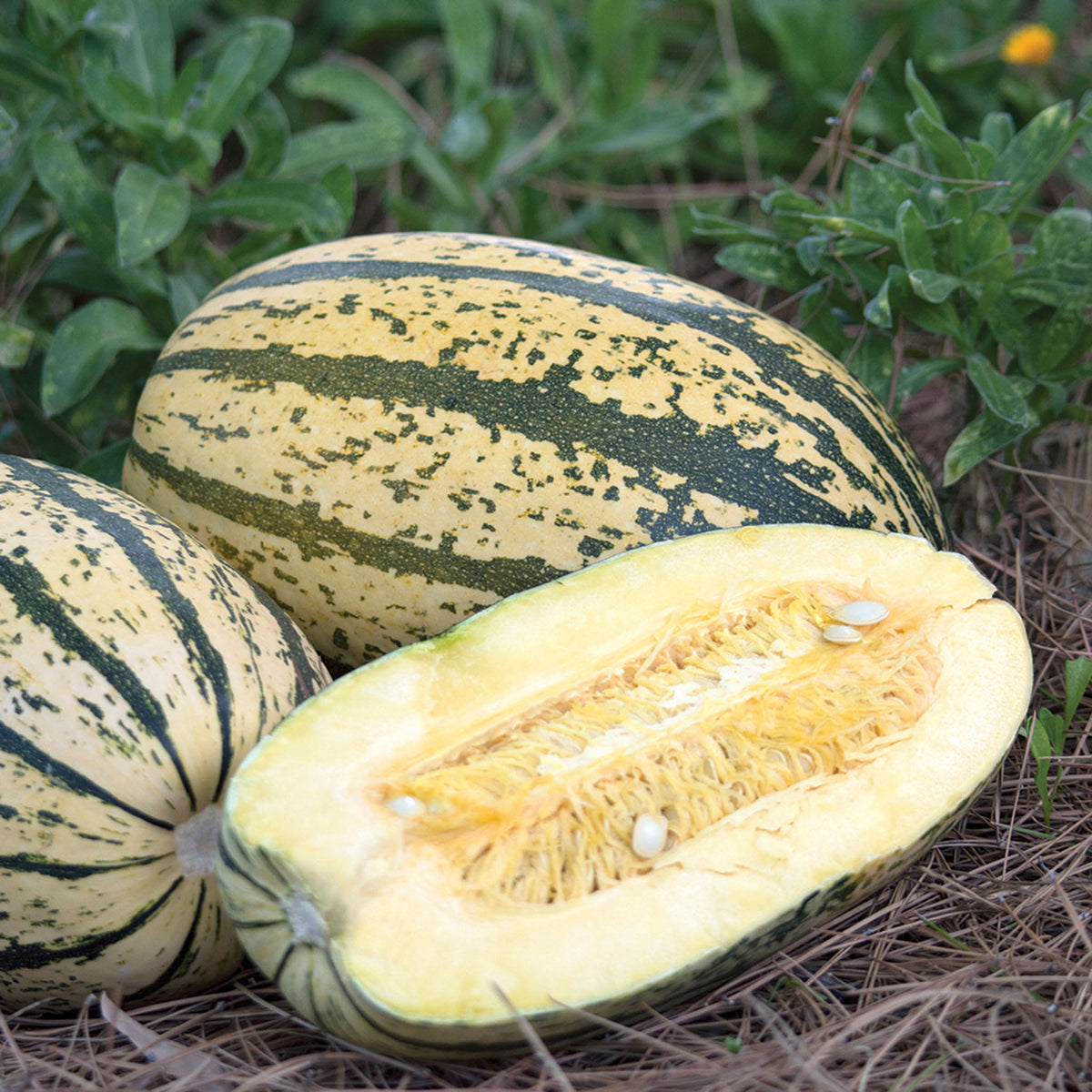 Squash, Winter, Sugaretti Hybrid