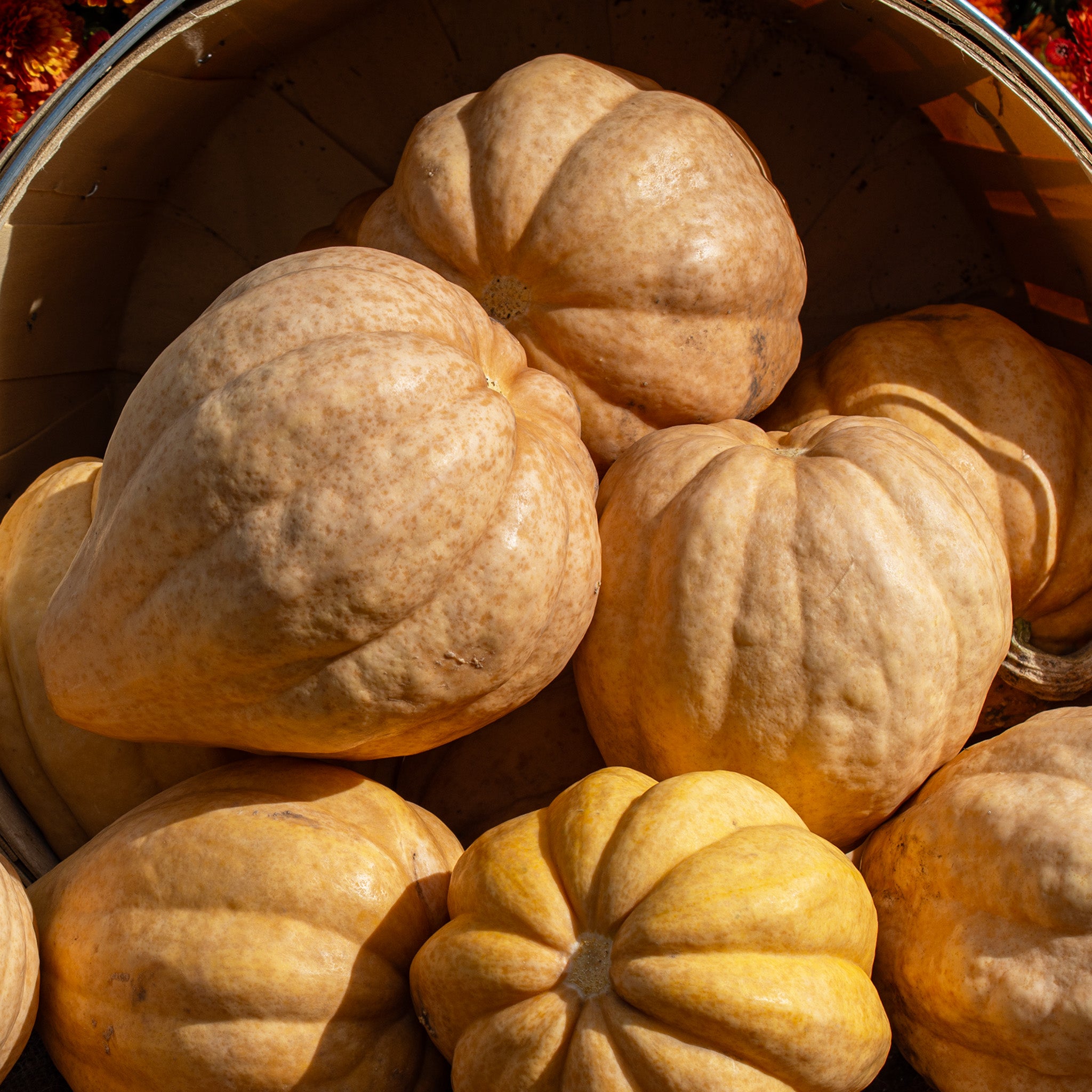 Squash, Winter, Thelma Sanders' Sweet Potato Organic