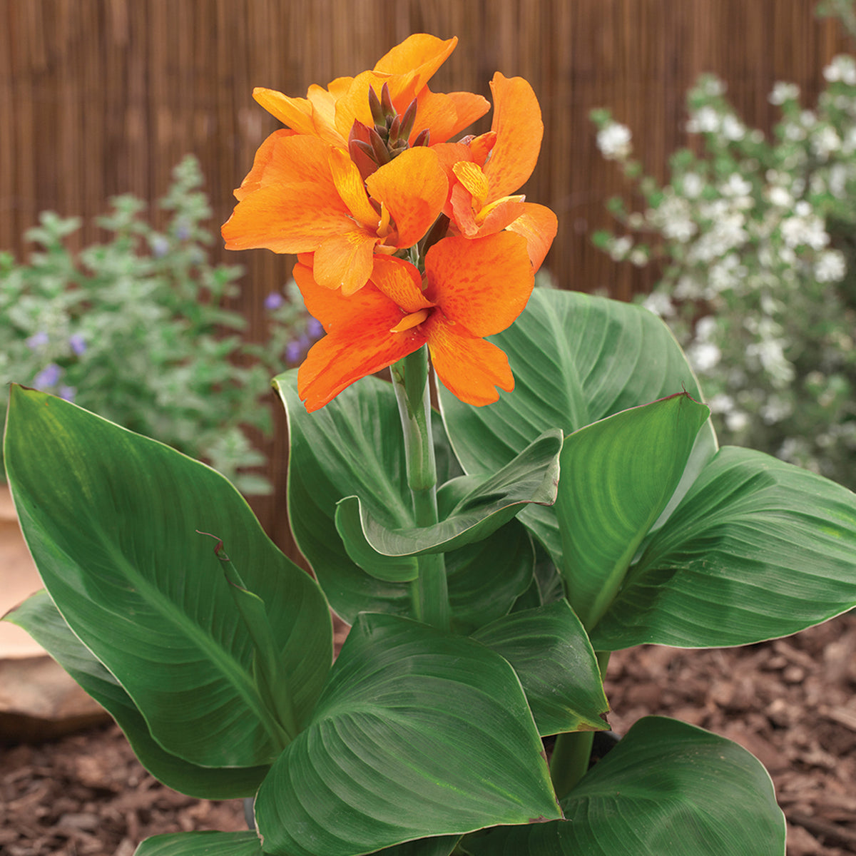 Canna, South Pacific™ Orange Hybrid