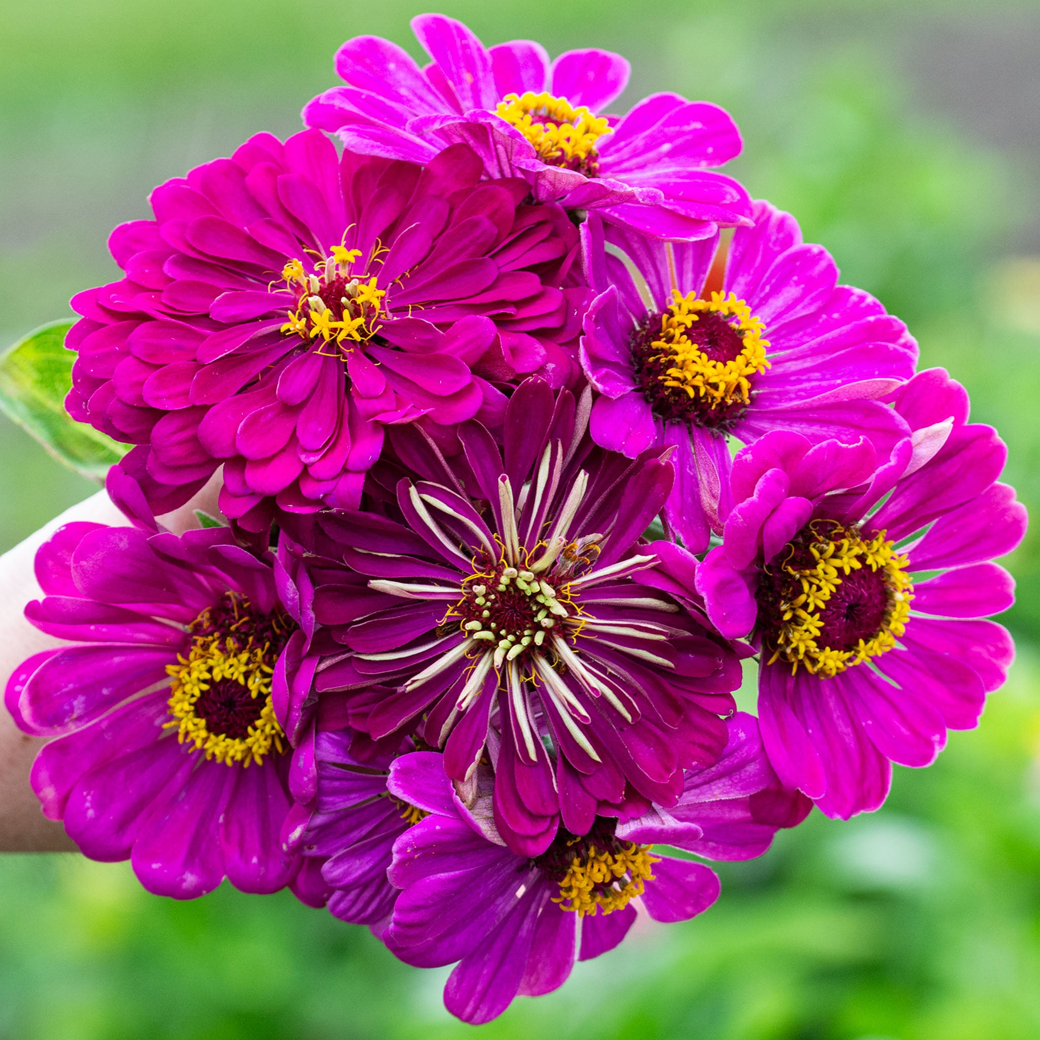 Zinnia – Page 3 – Jung Seed Company