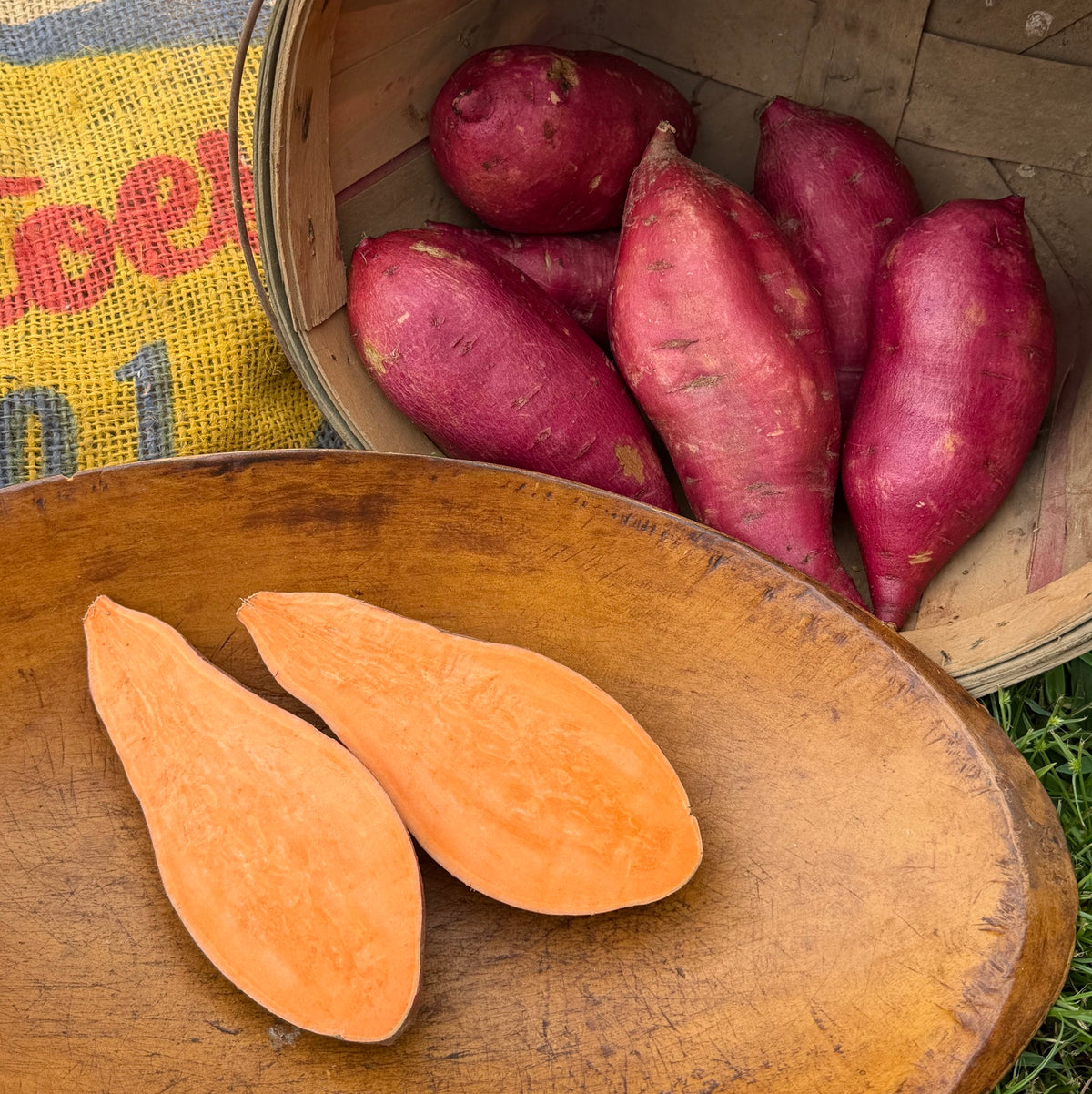 Sweet Potato, Bayou Belle