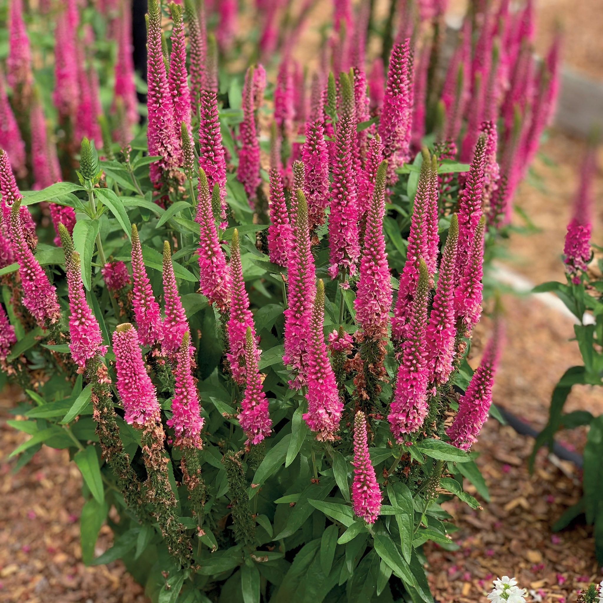 Veronica, Vernique Raspberry