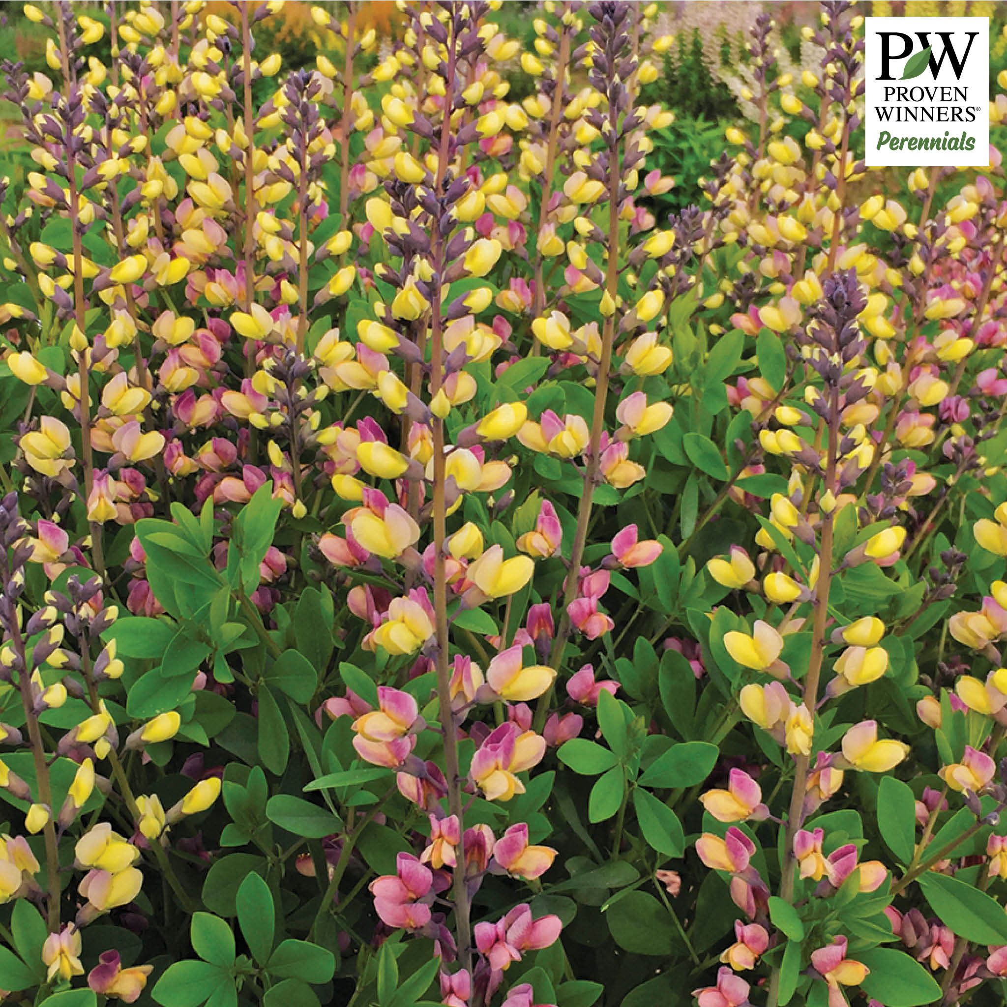 Baptisia, Decadence® Deluxe Pink Lemonade