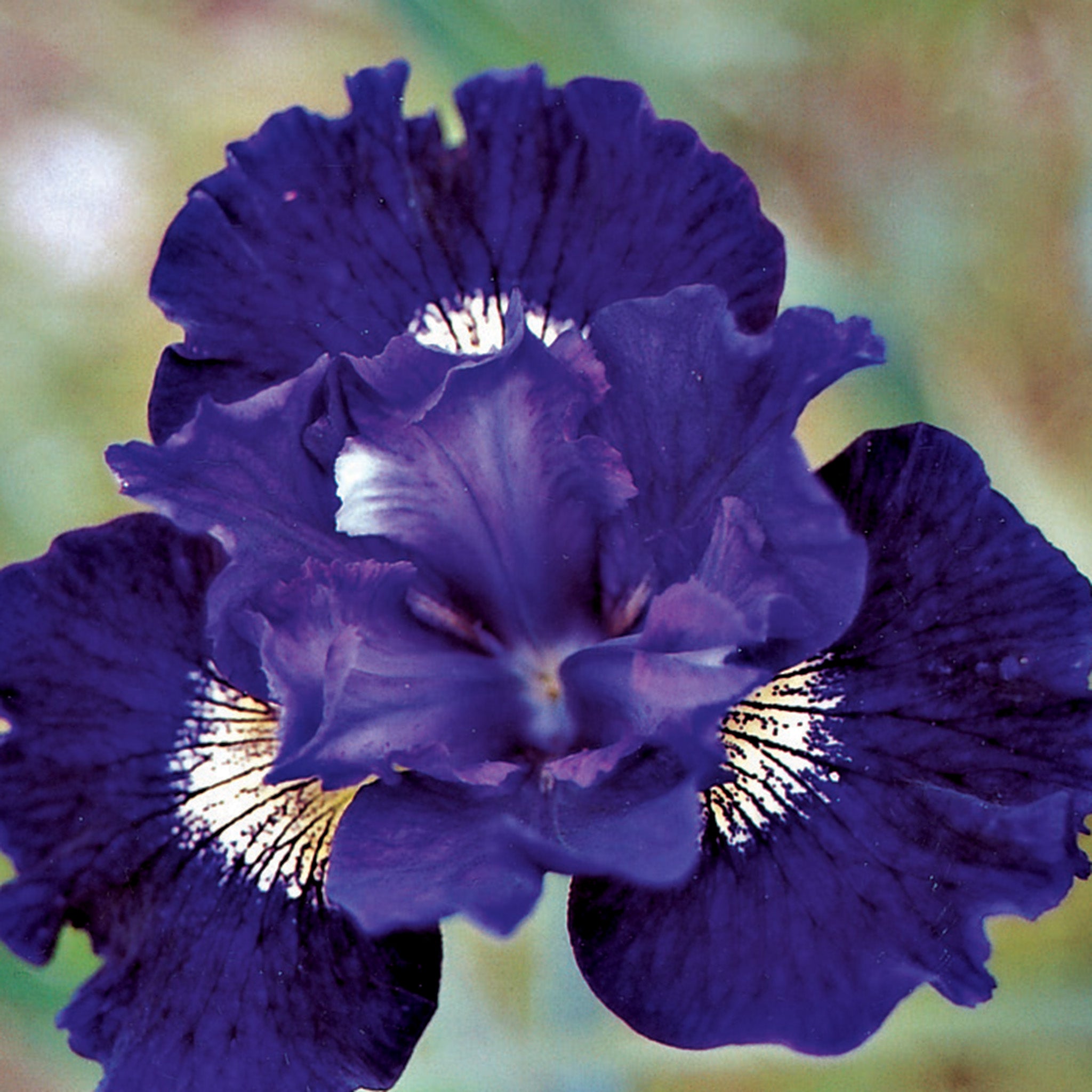Iris, Siberian, Over in Gloryland