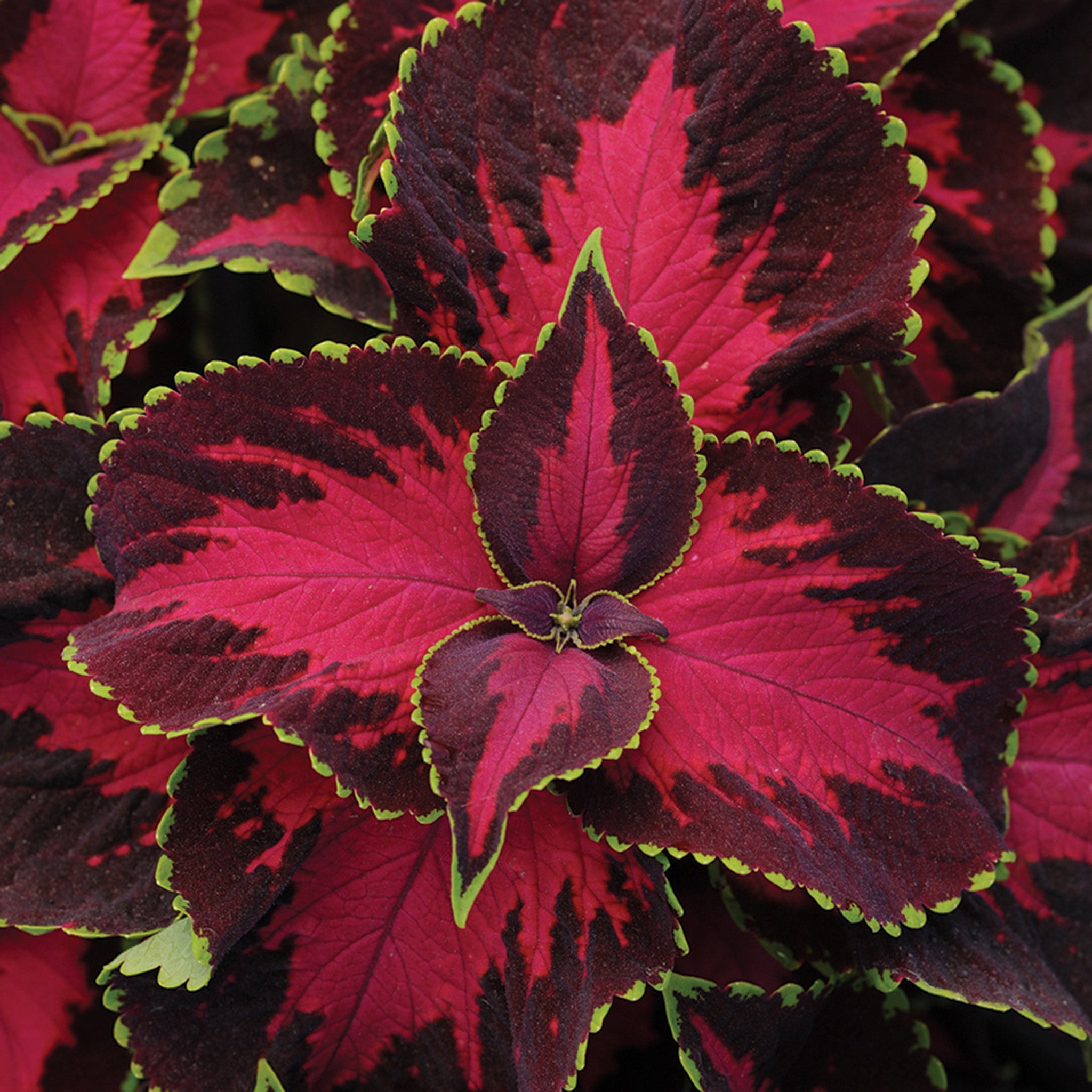 Coleus, Premium Sun Chocolate Covered Cherry