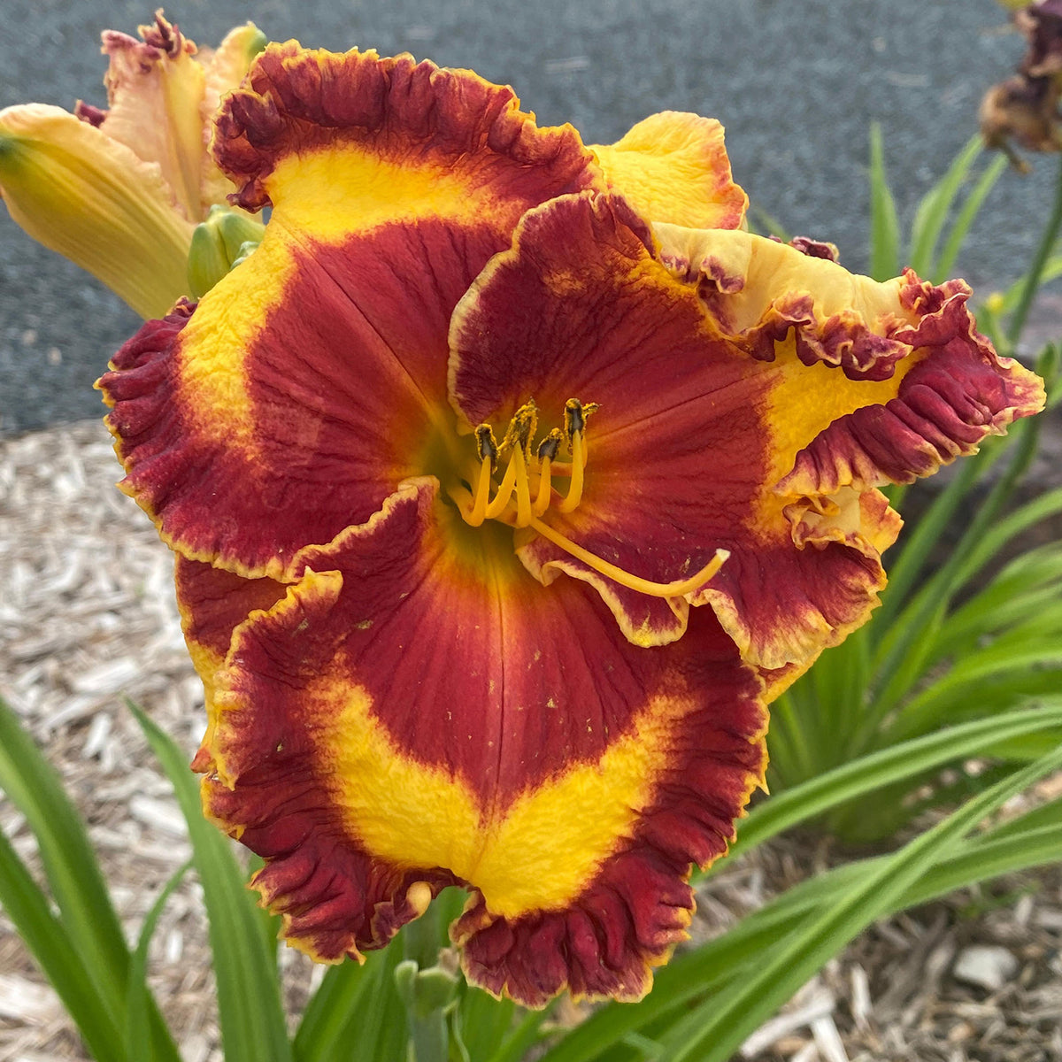 Daylily, Band of Fire