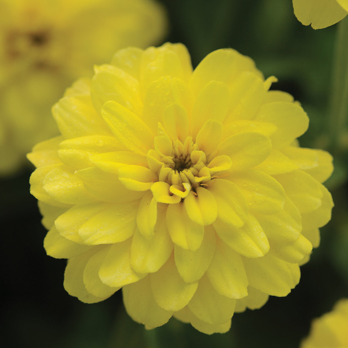 Zinnia, Zahara™ Double Yellow