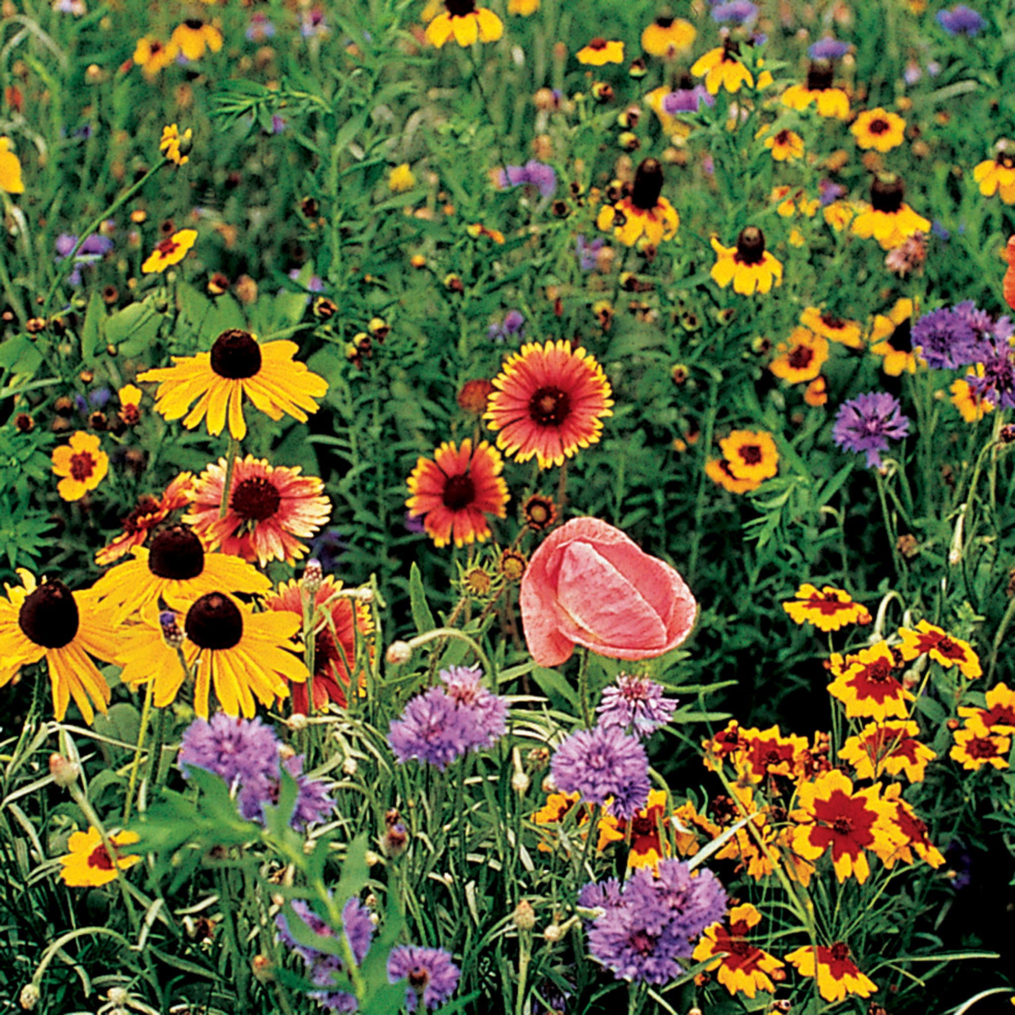 Wildflower, Midwest Mix