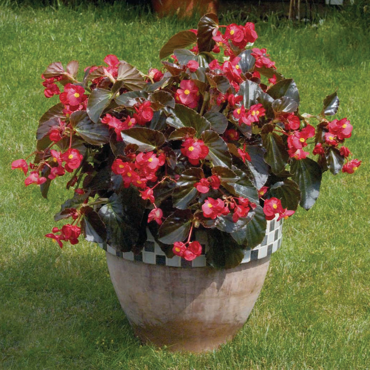 Begonia, Big® Red with Bronze Leaf Hybrid