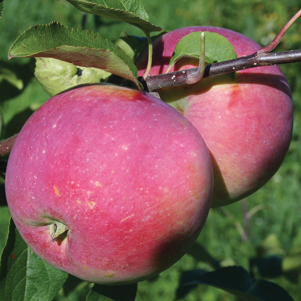 Apple Dwarf, Prairie Magic