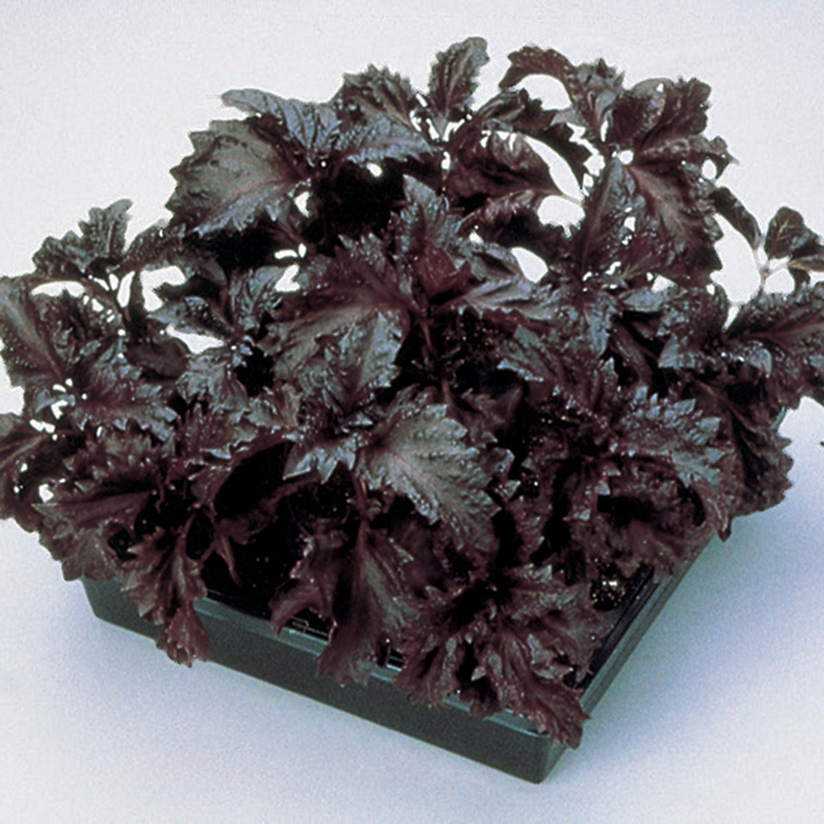 Basil, Purple Ruffles