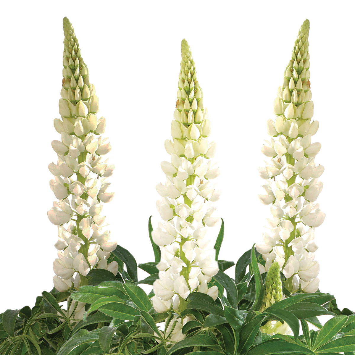 Lupine, Lupini White Shades Hybrid