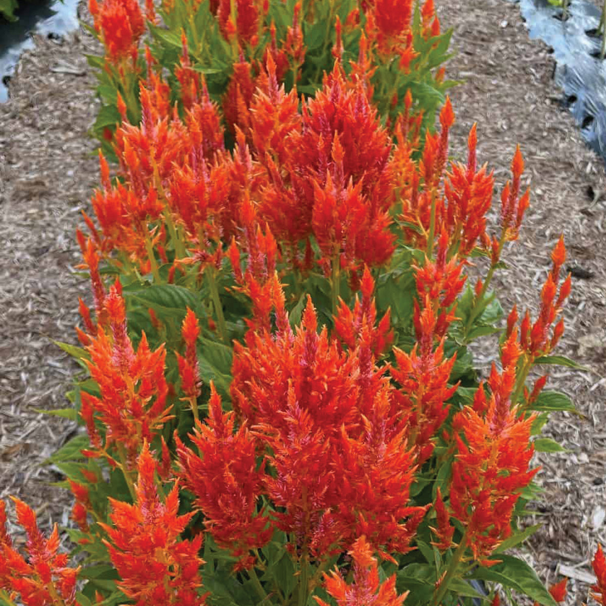 Celosia, Flamma Orange