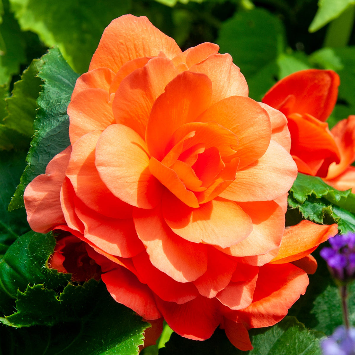 Begonia, Double Orange