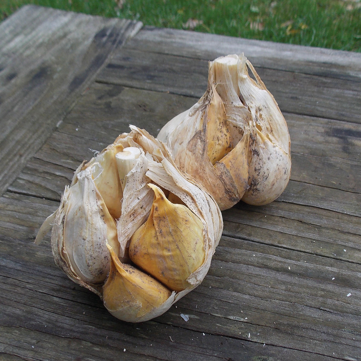 Garlic, Elephant, 1/2 Lb