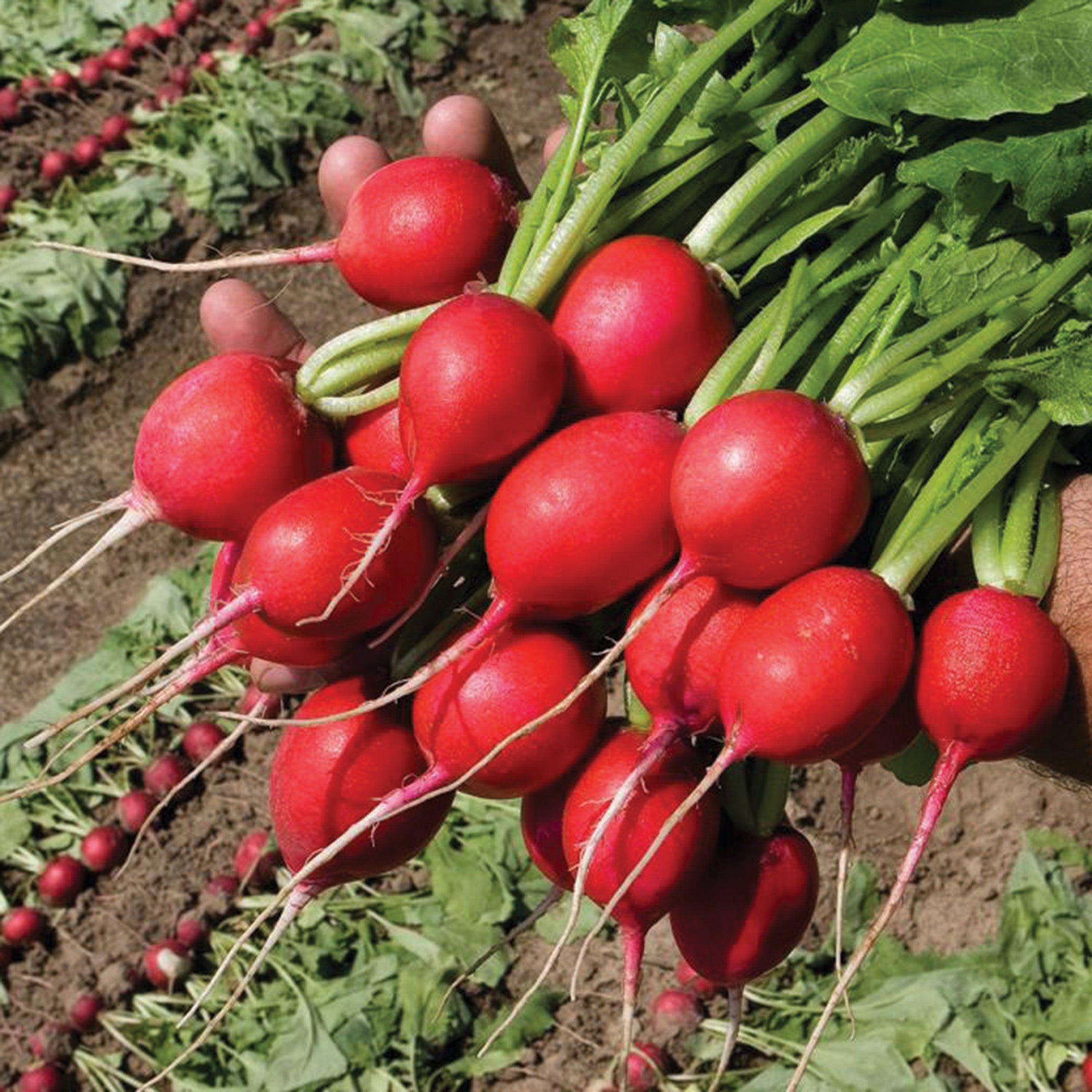 Radish, Rivoli