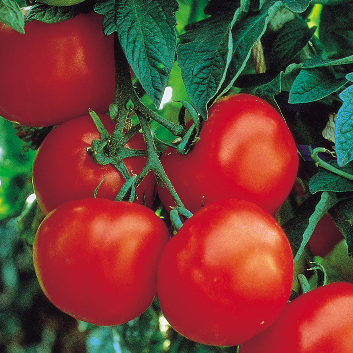 Tomato, Ultimate Opener Hybrid