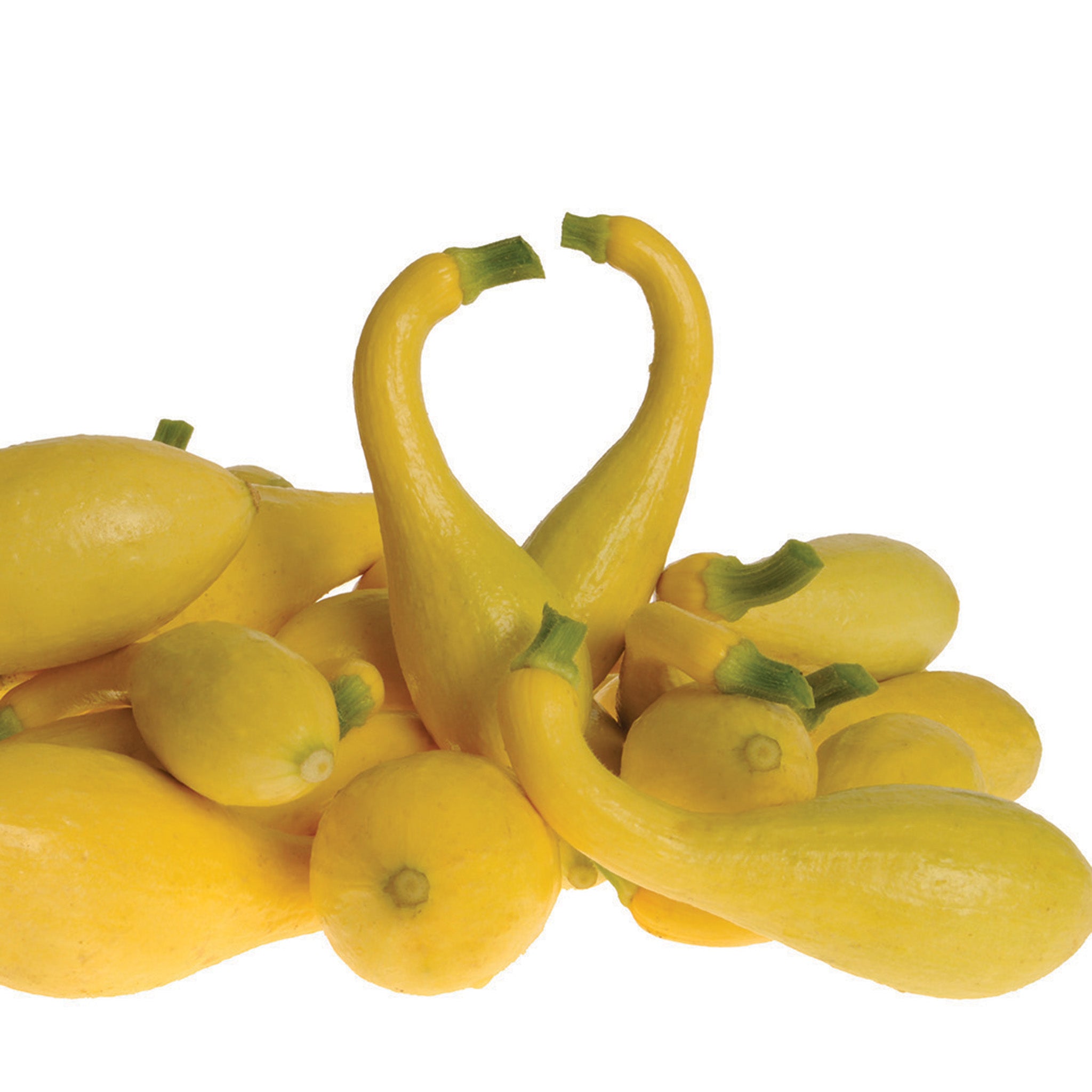 Squash, Summer, Delta Hybrid
