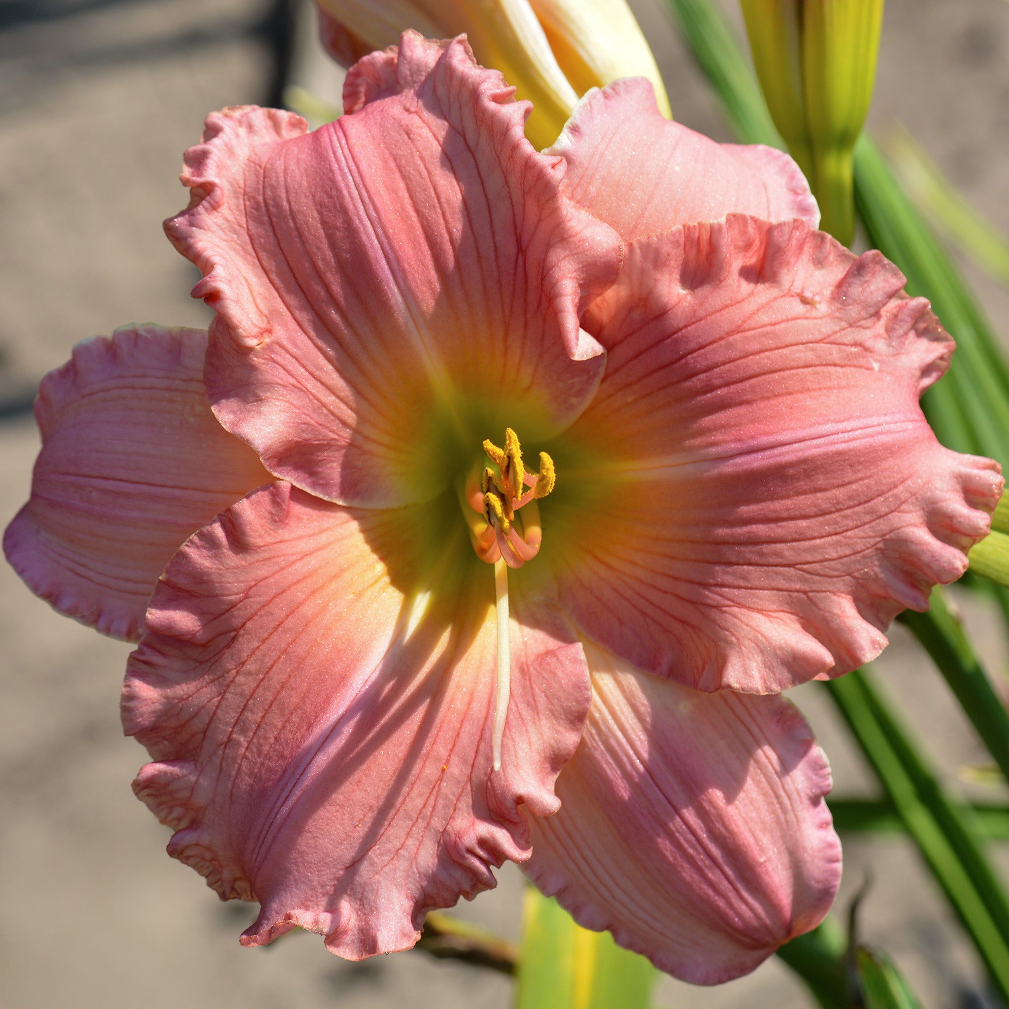 Daylily, Jolyene Nichole