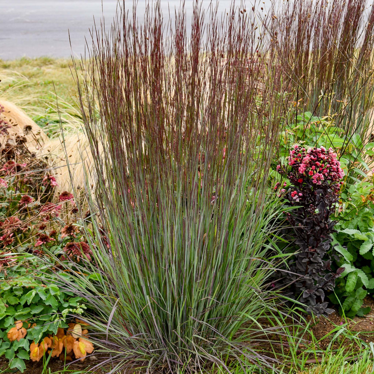 Grass, Cinnamon Sticks Little Bluestem