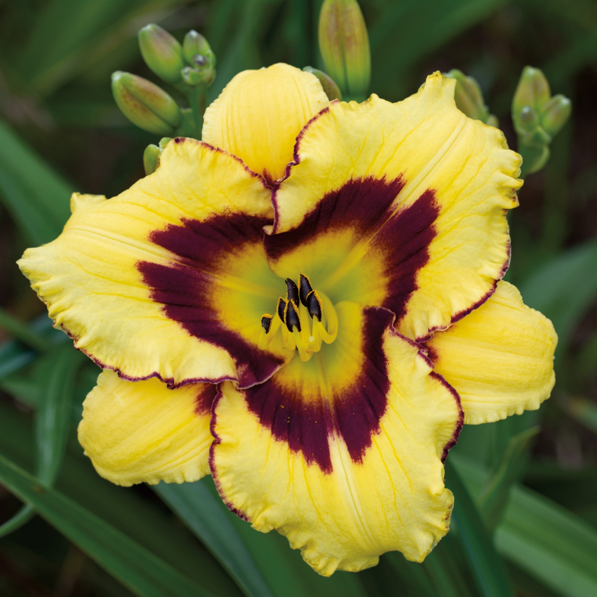 Daylily, El Desperado