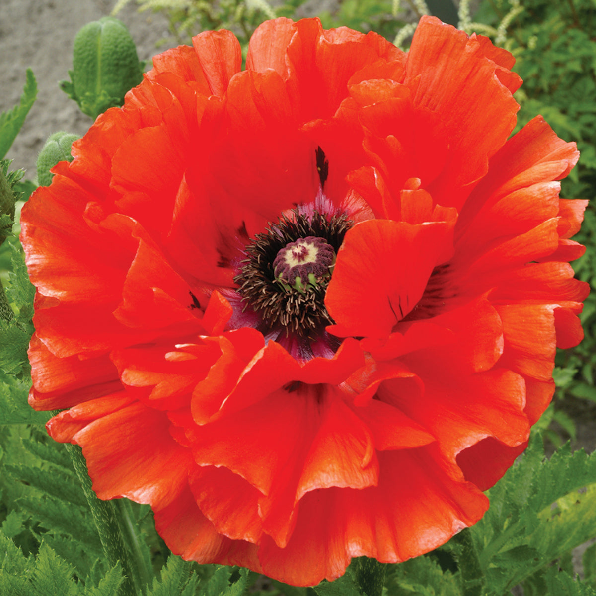 Poppy, Oriental, Eye Catcher