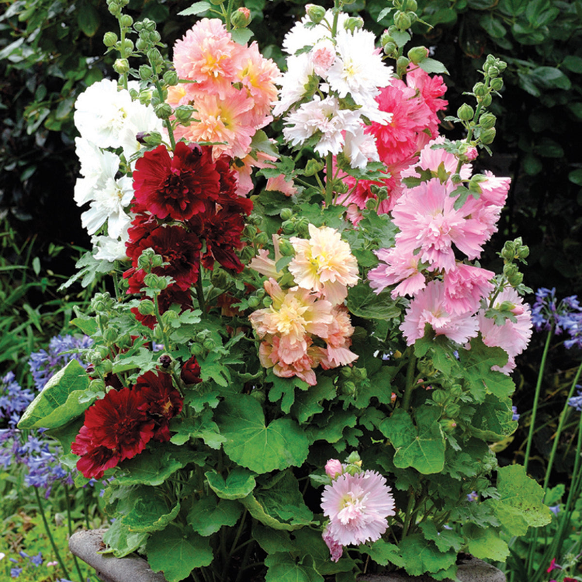 Hollyhock, Spring Celebrities™ Mix