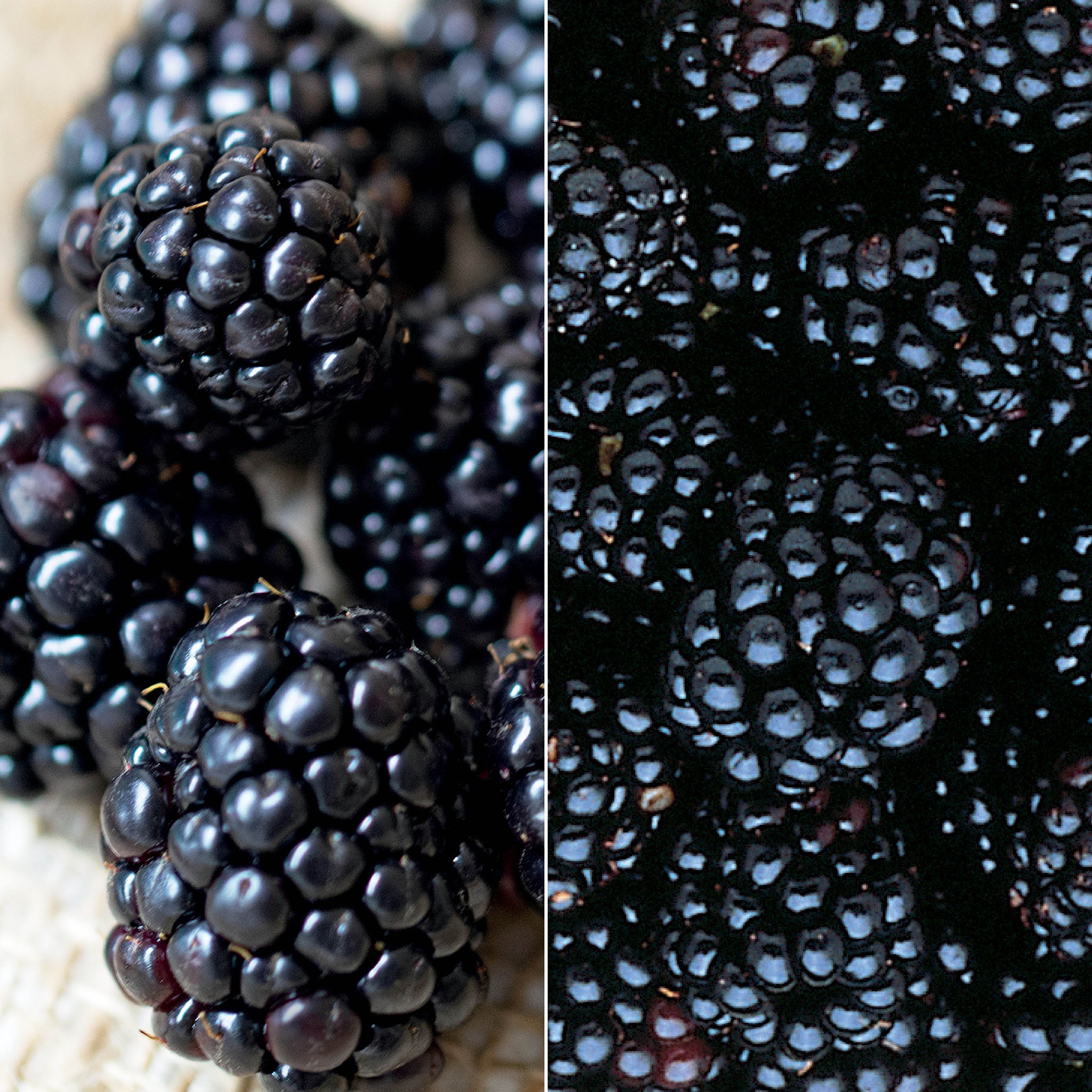 Blackberry Offer