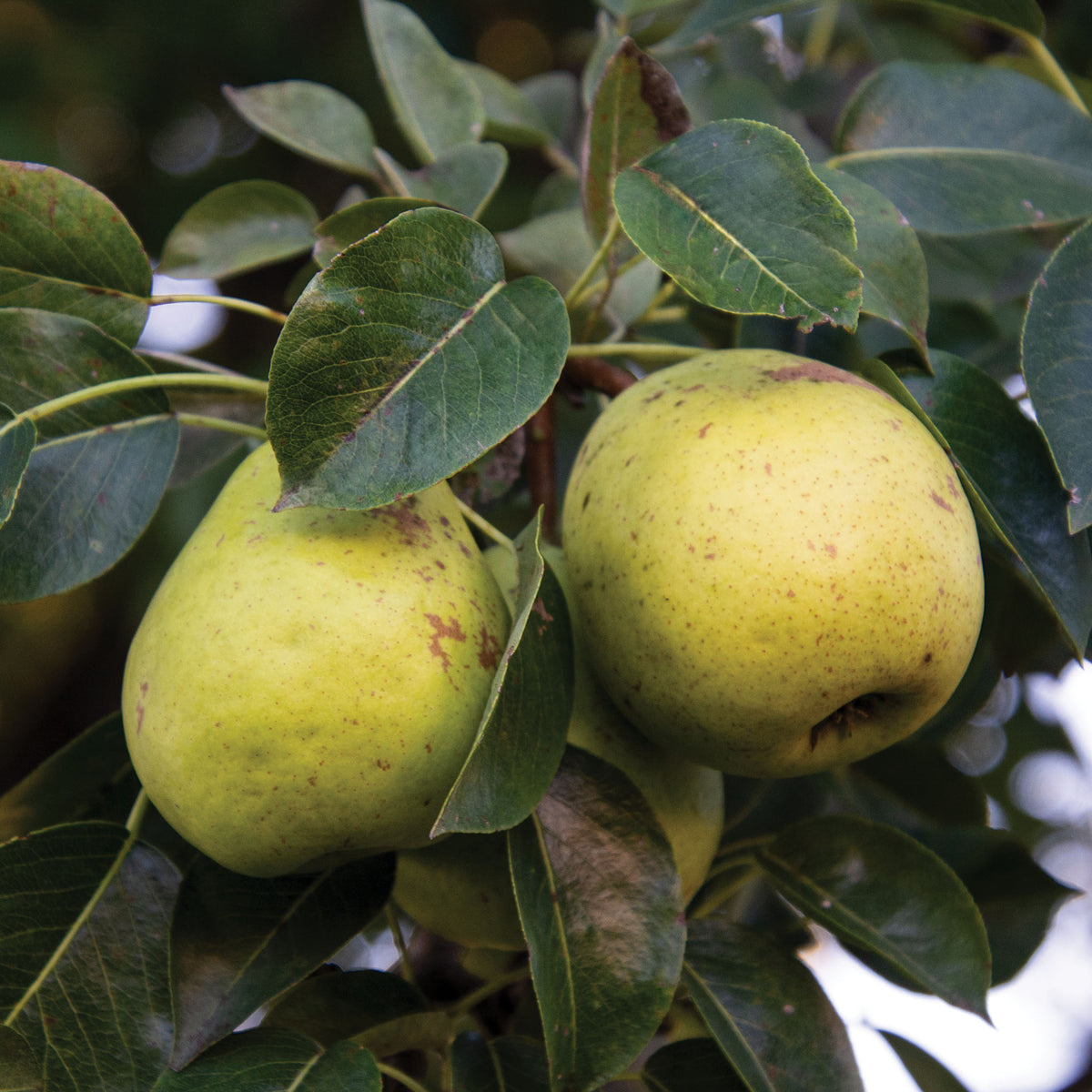 Pear, Dwarf, Jung's Hardy Wisconsin