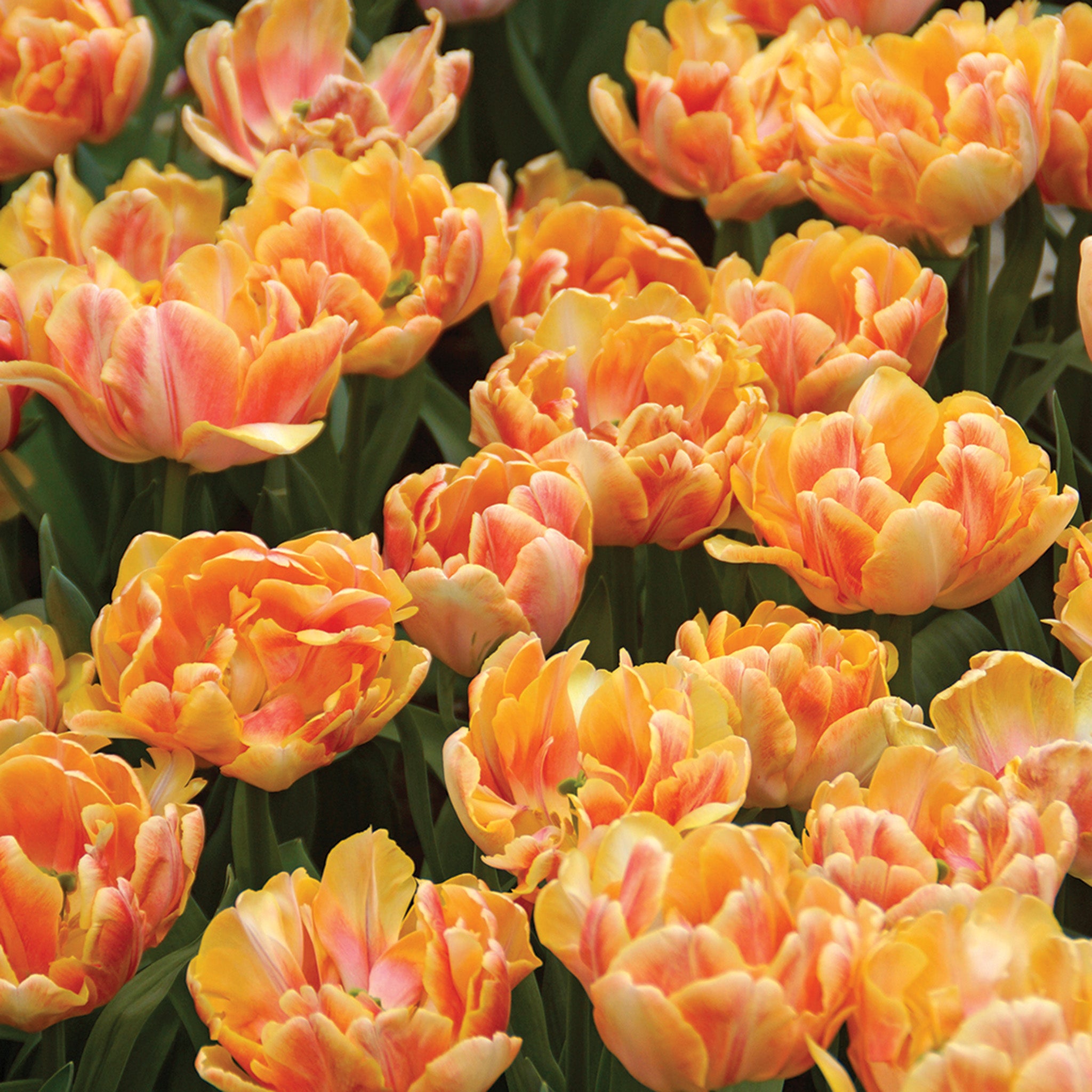 Tulip, Foxy Foxtrot, 10 Pack