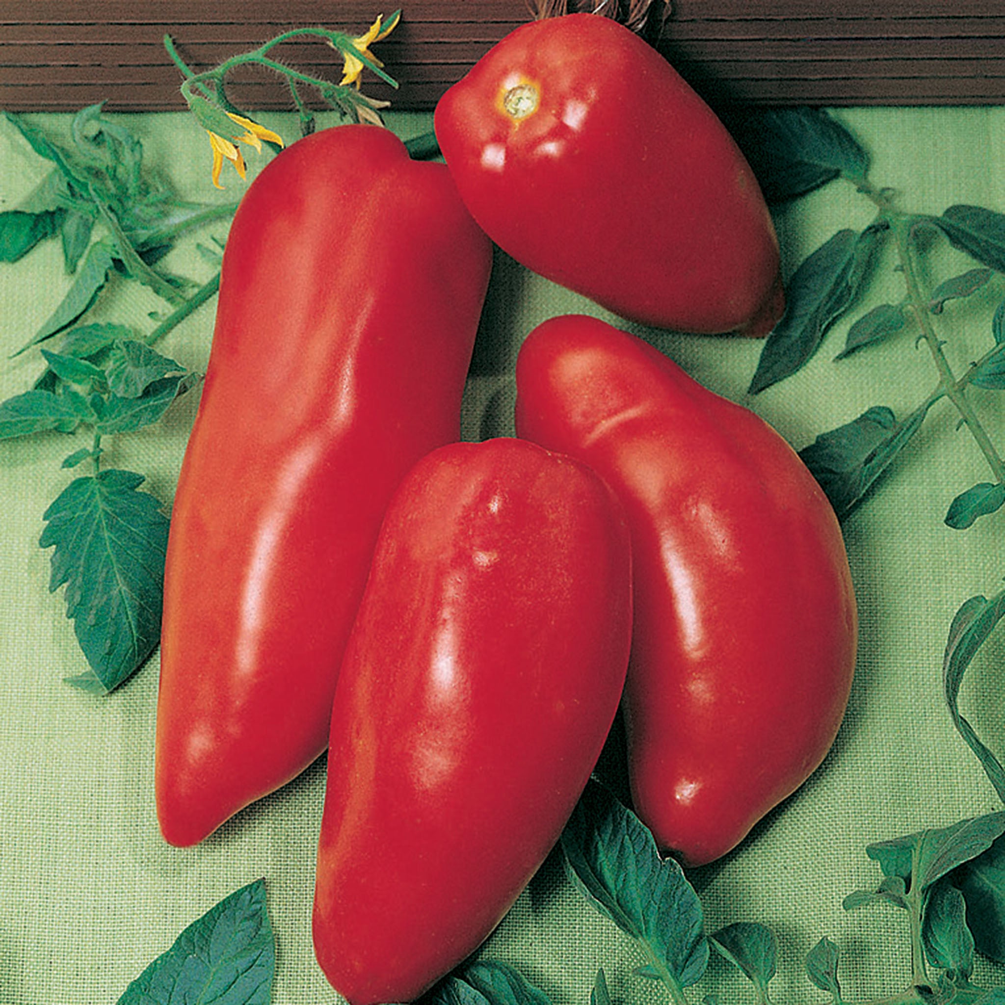 Tomato, Opalka