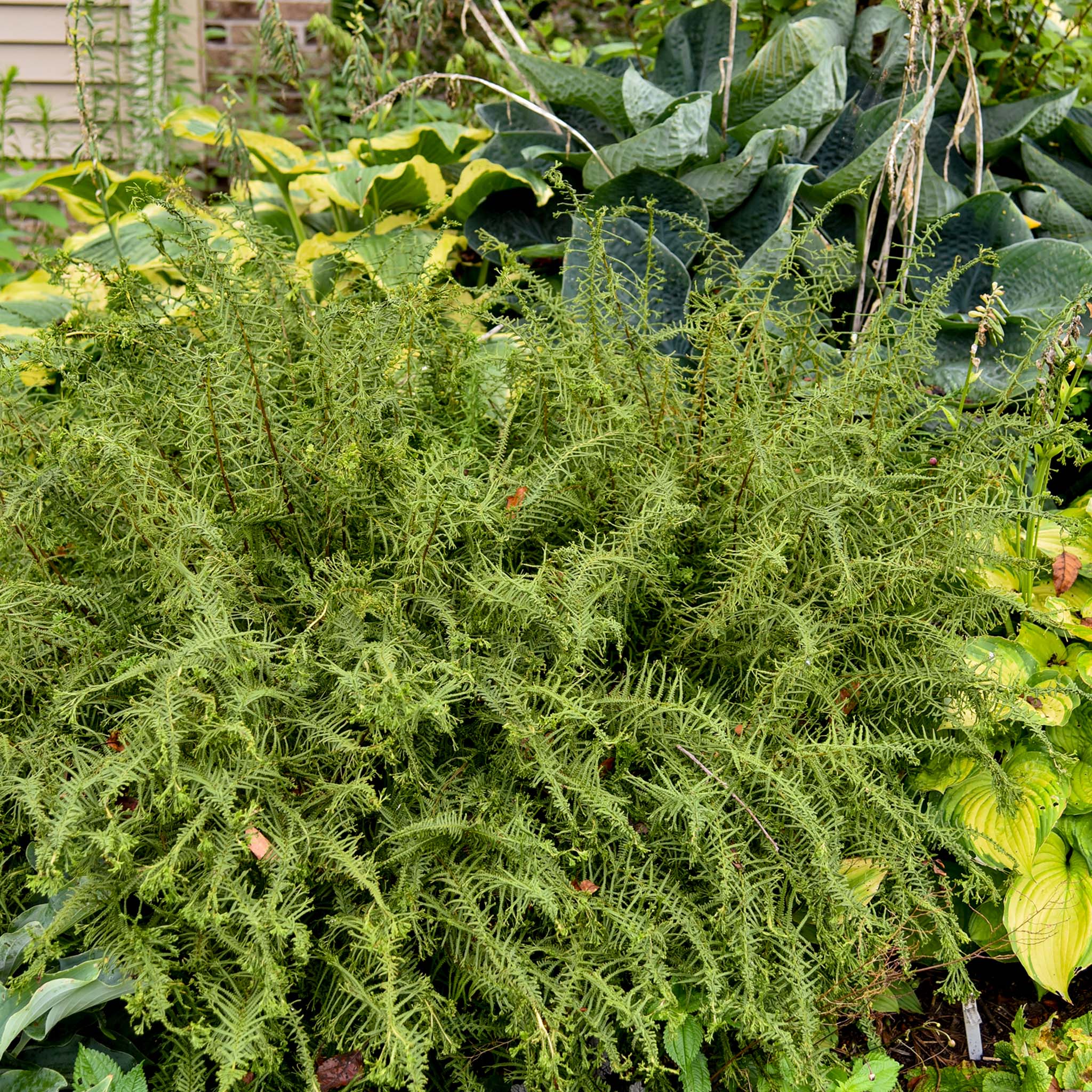 Fern, Victoriae