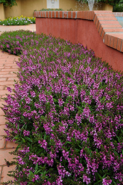 Angelonia,  Serenita® Purple