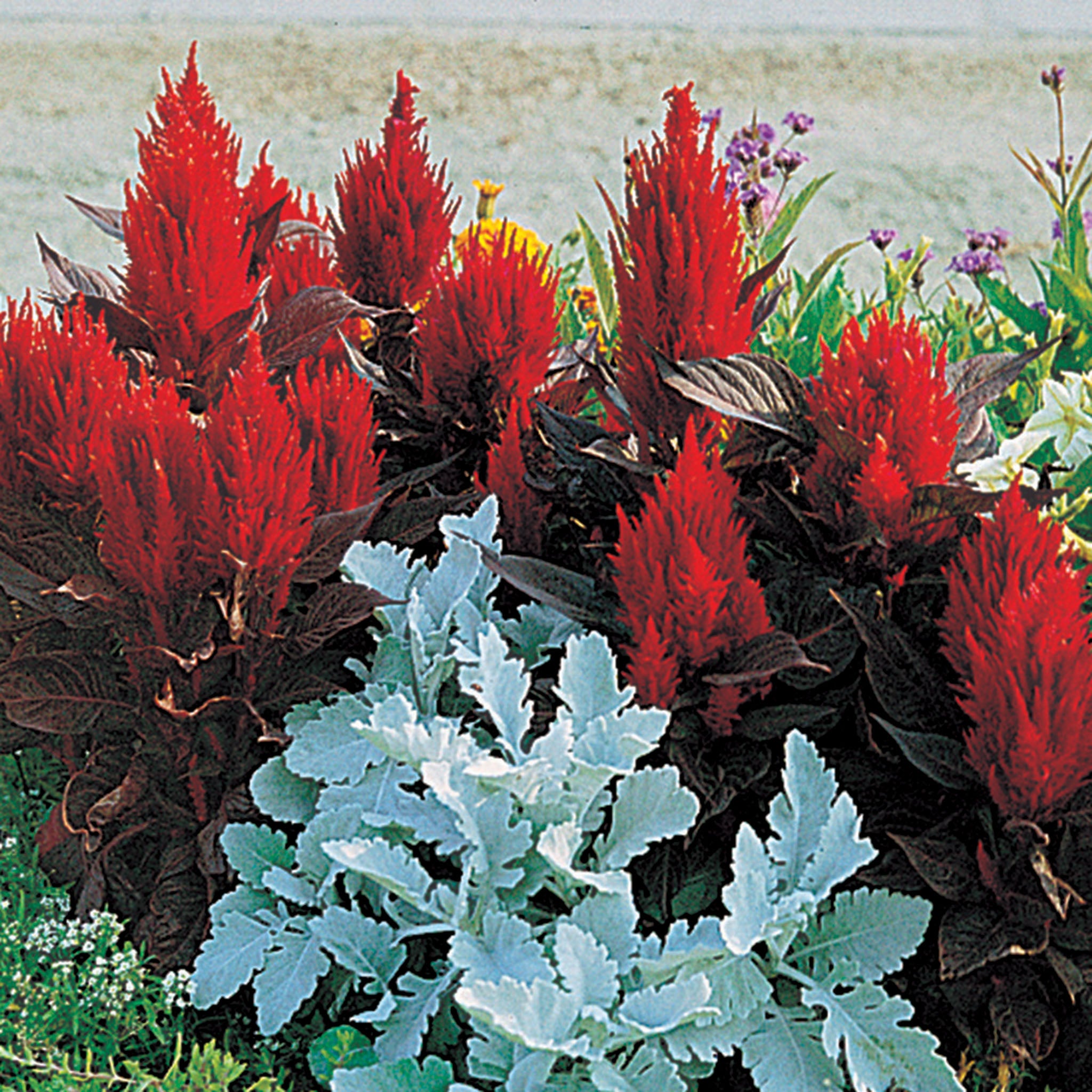 Celosia, New Look®