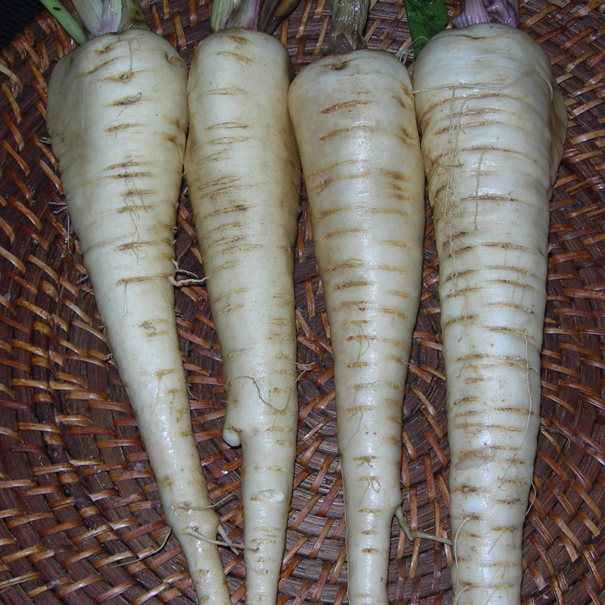 Parsnip, Hollow Crown