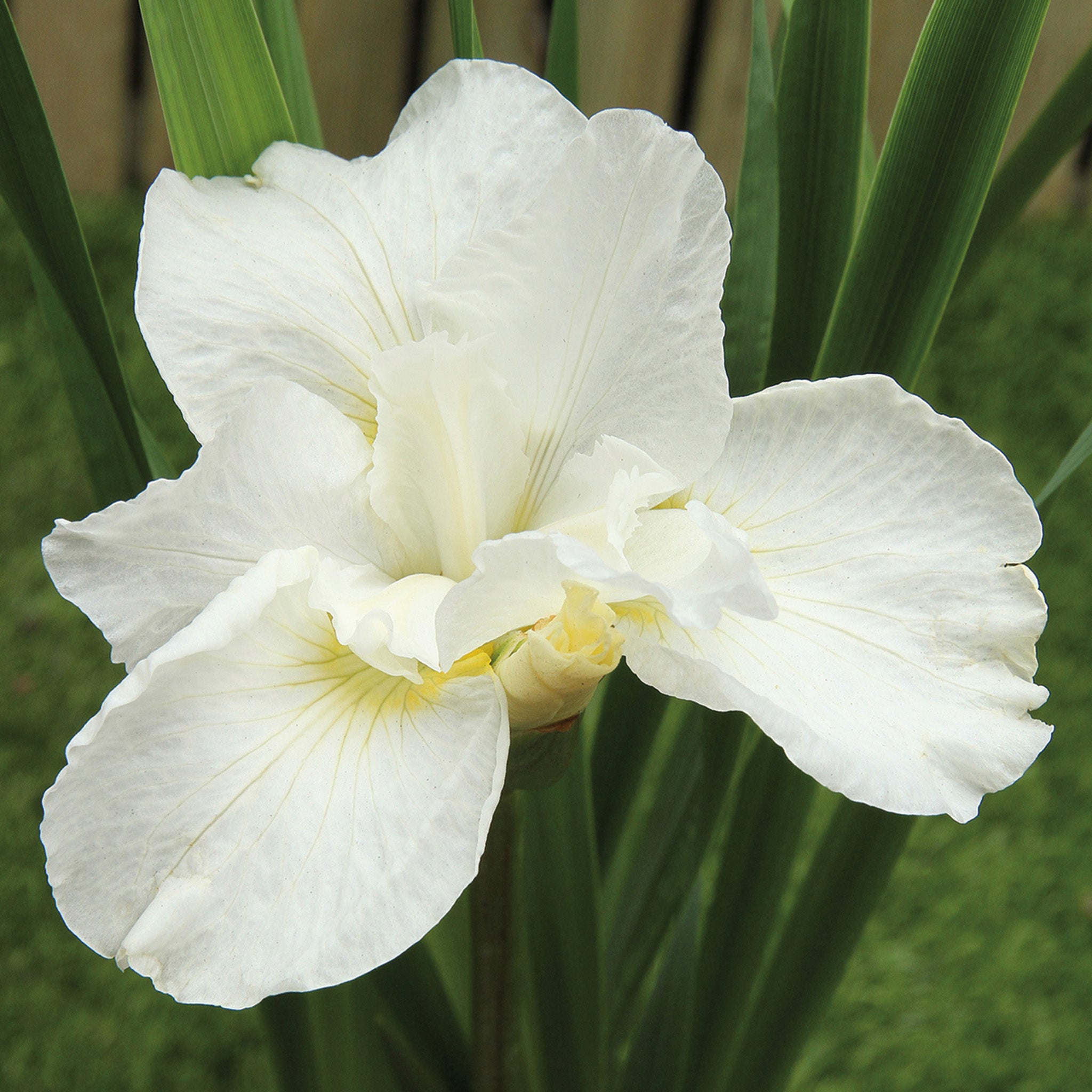 Iris, Siberian, Swans in Flight