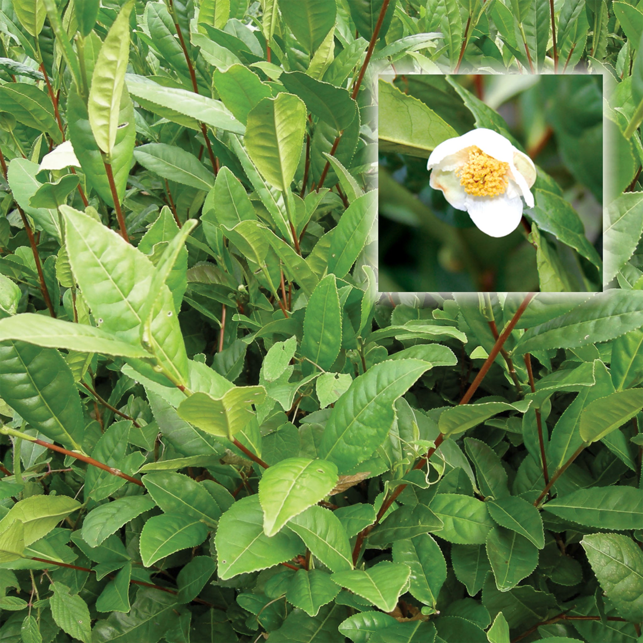 Tea Plant, Korean (Camellia sinensis)