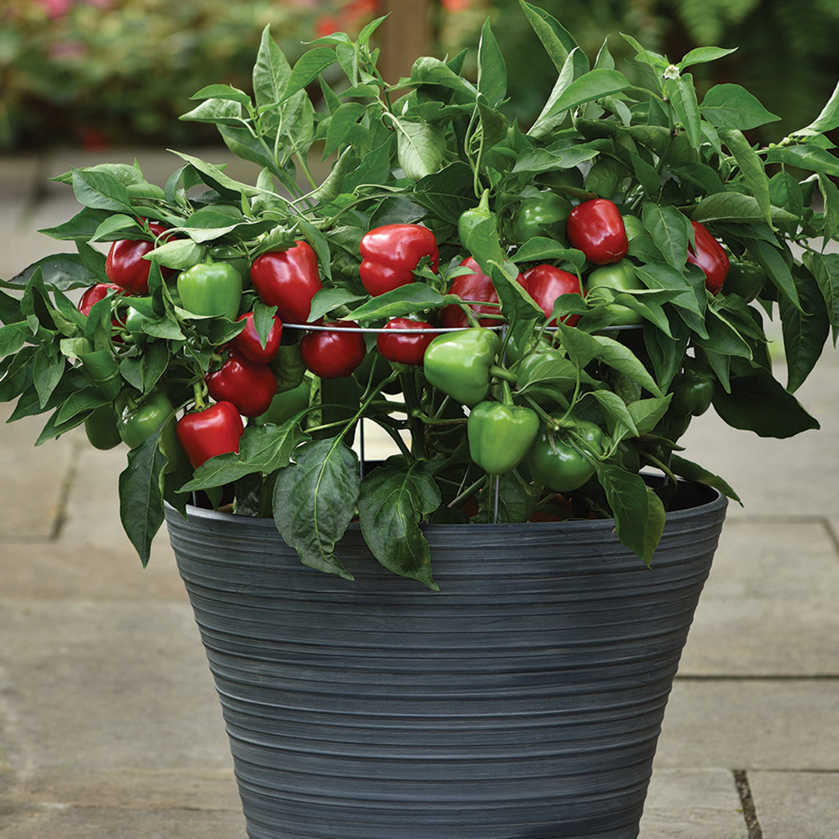Pepper, Sweet, Snackabelle Red Hybrid