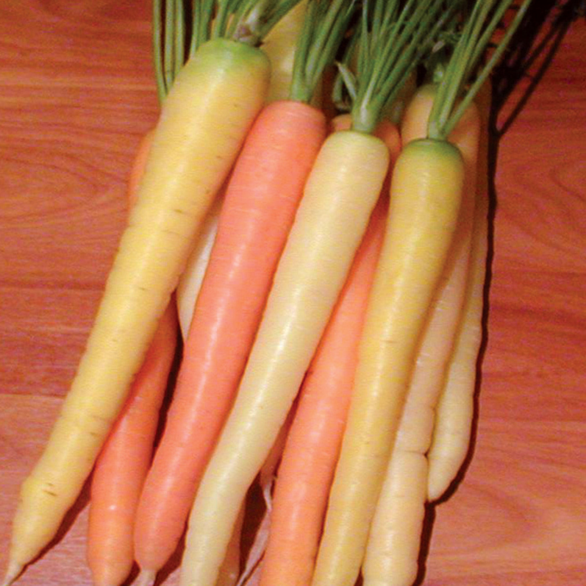 Carrot, Rainbow Hybrid