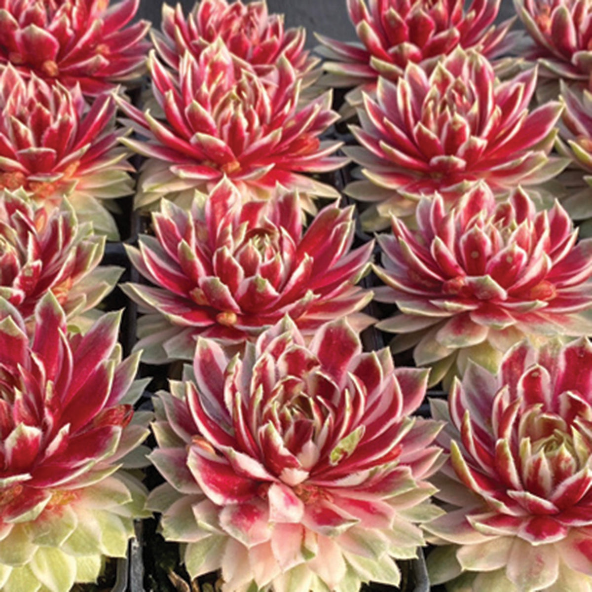 Sempervivum, Chick Charms® Lotus Blossom
