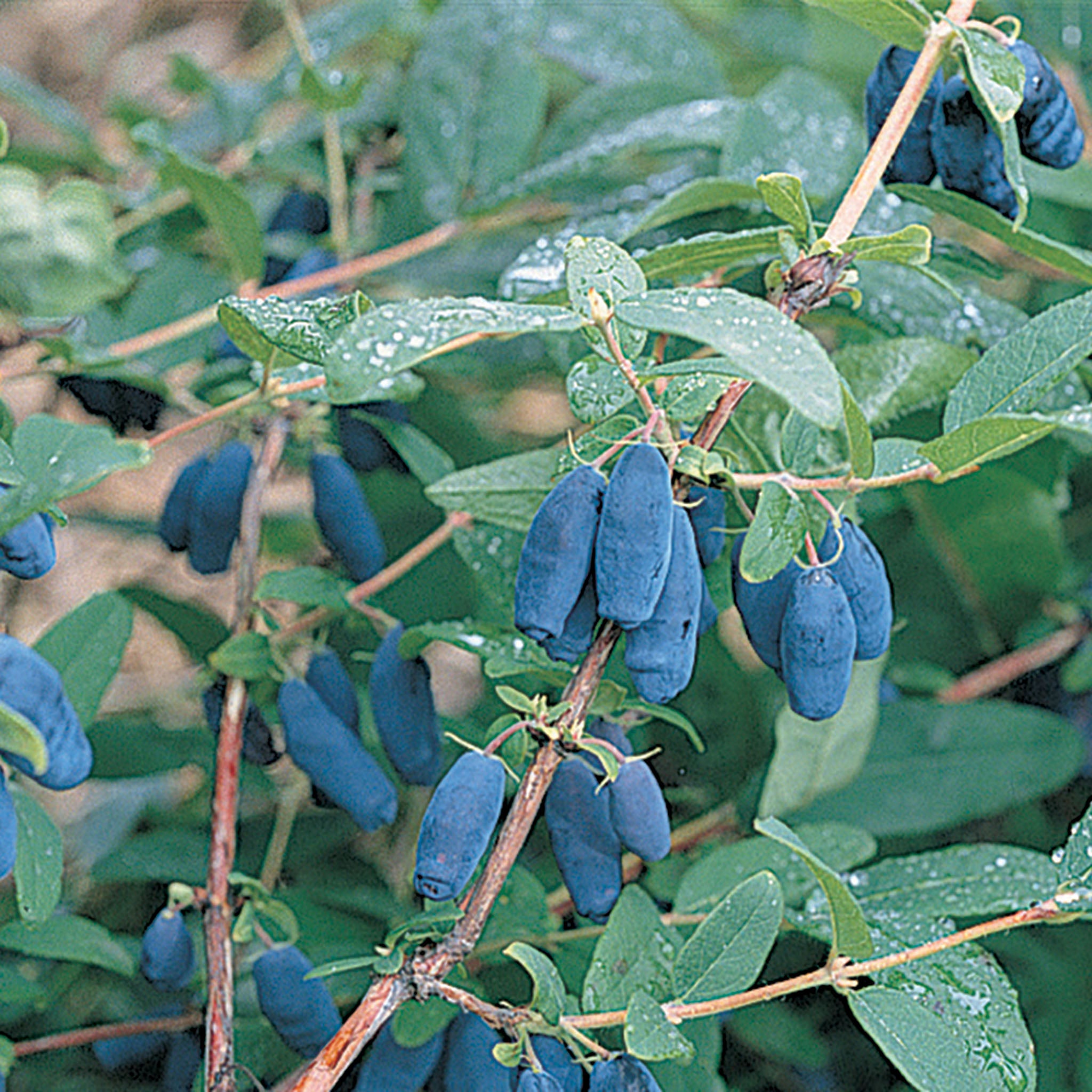 Haskap, European, Blue Velvet™