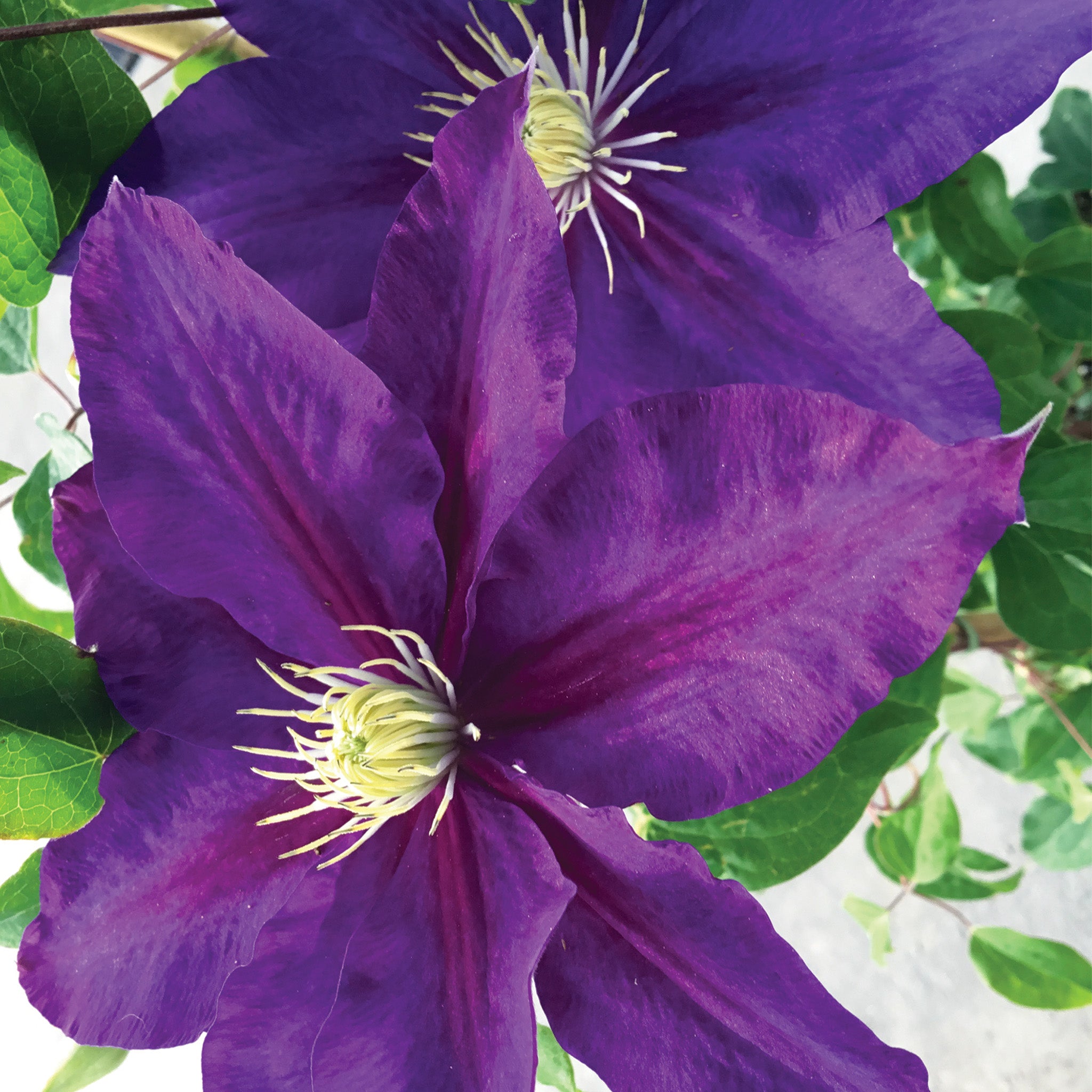Clematis, The Duchess of Cornwall