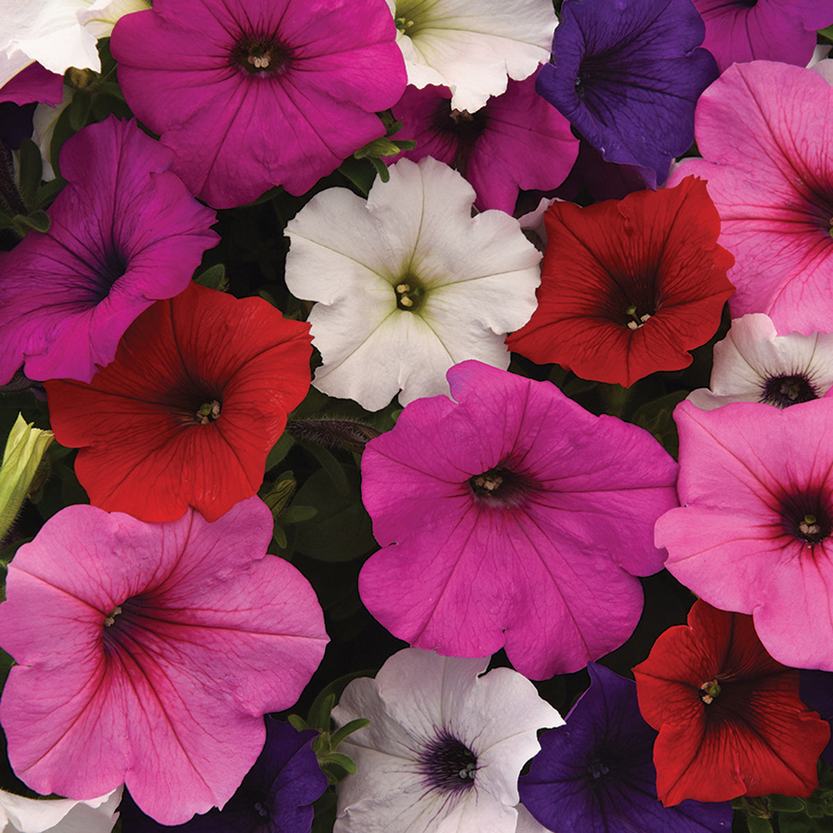 Petunia, Easy Wave® Mix Hybrid