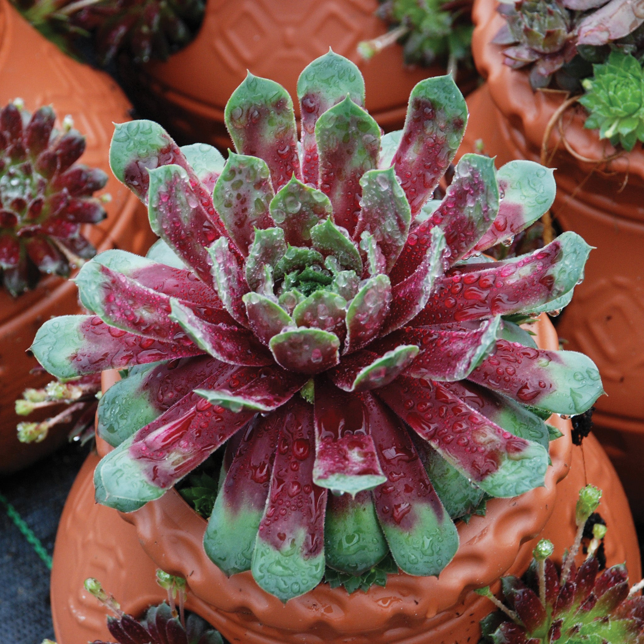 Sempervivum, Ruby Heart