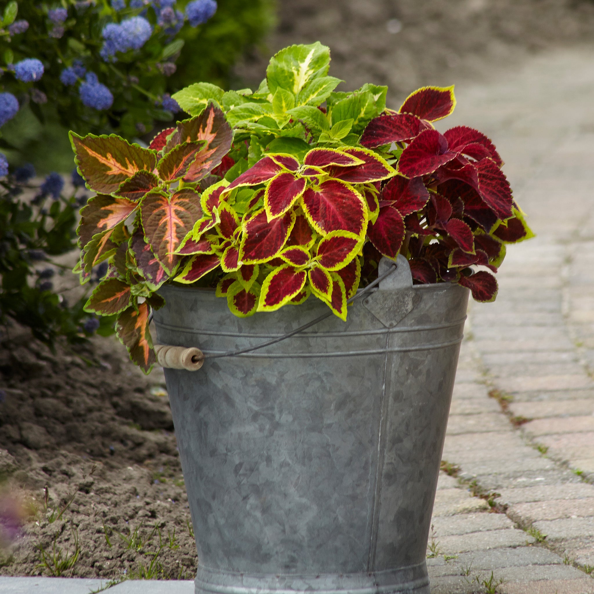 Coleus, Wizard® Select Mix