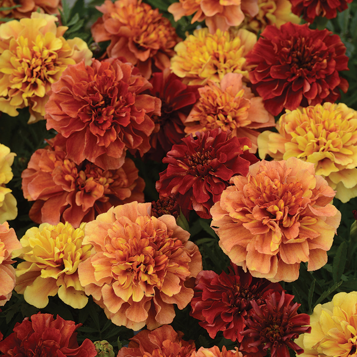 Marigold, Strawberry Blonde